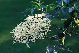 Attēlu rezultāti vaicājumam “Sambucus nigra flower”