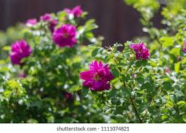 Attēlu rezultāti vaicājumam “Rosa majalis”