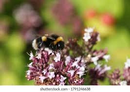Attēlu rezultāti vaicājumam “Origanum majorana flower”
