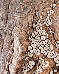 Attēlu rezultāti vaicājumam “Xylobolus frustulatus”