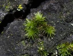 Attēlu rezultāti vaicājumam “Orthotrichum lyellii”