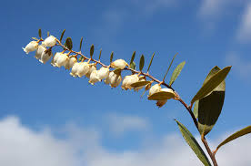 Attēlu rezultāti vaicājumam “Chamaedaphne calyculata fruit”