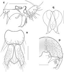 Attēlu rezultāti vaicājumam “Phronia sp.”