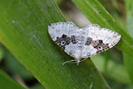 Attēlu rezultāti vaicājumam “Xanthorhoe montanata”