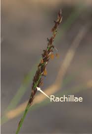 Attēlu rezultāti vaicājumam “Physarum obscurum sessile”