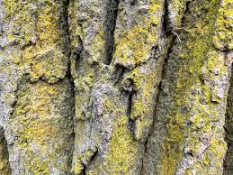 Attēlu rezultāti vaicājumam “Chrysothrix candelaris”