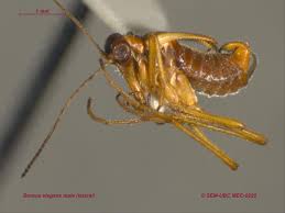 Attēlu rezultāti vaicājumam “Boreus”