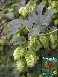 Attēlu rezultāti vaicājumam “Cannabaceae”