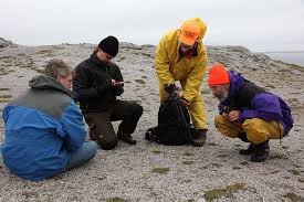 Attēlu rezultāti vaicājumam “Exobasidium cassandrae”