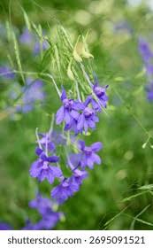 Image result for Consolida regalis