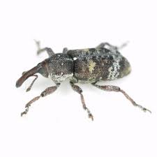 Attēlu rezultāti vaicājumam “Pissodes castaneus”