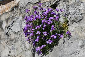 Attēlu rezultāti vaicājumam “Aubrieta deltoidea”
