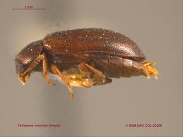 Attēlu rezultāti vaicājumam “Tetratomidae”