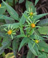 Attēlu rezultāti vaicājumam “Bidens frondosa flower”