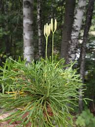 Attēlu rezultāti vaicājumam “Diphasium complanatum”