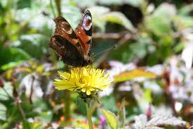 Attēlu rezultāti vaicājumam “Inachis io underside”