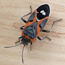 Attēlu rezultāti vaicājumam “Lygaeidae”