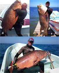 Image result for Lutjanus cyanopterus