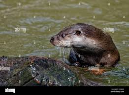 Attēlu rezultāti vaicājumam “Lutra lutra”