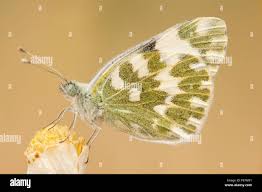 Attēlu rezultāti vaicājumam “Pontia edusa”