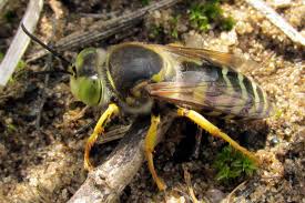 Attēlu rezultāti vaicājumam “Bembix rostrata”