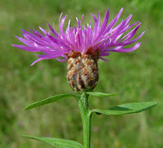 Image result for Centaurea nigra