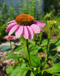 Attēlu rezultāti vaicājumam “Echinacea purpurea”