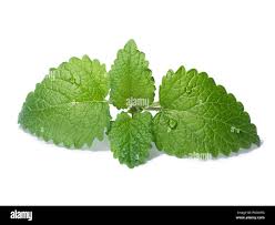 Attēlu rezultāti vaicājumam “Melissa officinalis leaf”