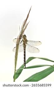 Attēlu rezultāti vaicājumam “Aeshna mixta female”