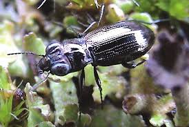 Attēlu rezultāti vaicājumam “Notiophilus germinyi”