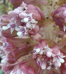 Attēlu rezultāti vaicājumam “Petasites hybridus flower”