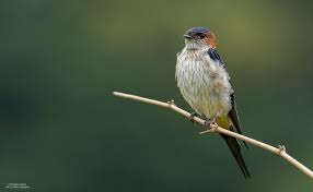 Image result for Cecropis daurica