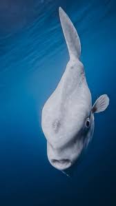 Image result for Mola mola