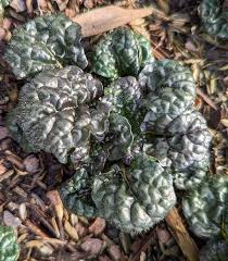 Attēlu rezultāti vaicājumam “Ajuga pyramidalis”