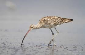 Attēlu rezultāti vaicājumam “Numenius arquata”