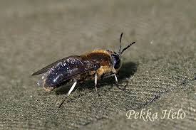 Attēlu rezultāti vaicājumam “Heptatoma pellucens”