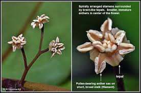 Attēlu rezultāti vaicājumam “Trichia ambigua stalked”