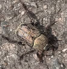 Attēlu rezultāti vaicājumam “Hoplia graminicola”