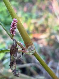 Attēlu rezultāti vaicājumam “Persicaria maculosa leaf”