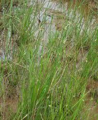 Attēlu rezultāti vaicājumam “Lycogala succineum sessile”