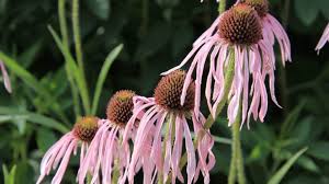 Image result for Echinacea pallida