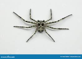 Attēlu rezultāti vaicājumam “Philodromus margaritatus”