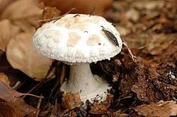 Attēlu rezultāti vaicājumam “Amanita citrina”