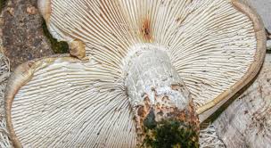 Attēlu rezultāti vaicājumam “Lentinus lepideus”