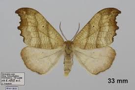 Attēlu rezultāti vaicājumam “Falcaria lacertinaria”