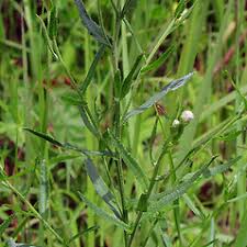 Attēlu rezultāti vaicājumam “Achillea ptarmica leaf”