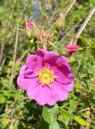 Attēlu rezultāti vaicājumam “Rosaceae”