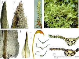 Attēlu rezultāti vaicājumam “Dichodontium pellucidum”