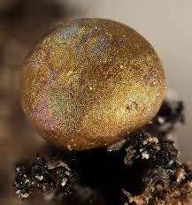 Attēlu rezultāti vaicājumam “Dianema depressum macro”