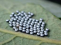 Attēlu rezultāti vaicājumam “Phalera bucephala larva”